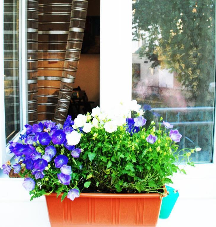 ברנו Apartment 5 Min By Walk To The Center מראה חיצוני תמונה